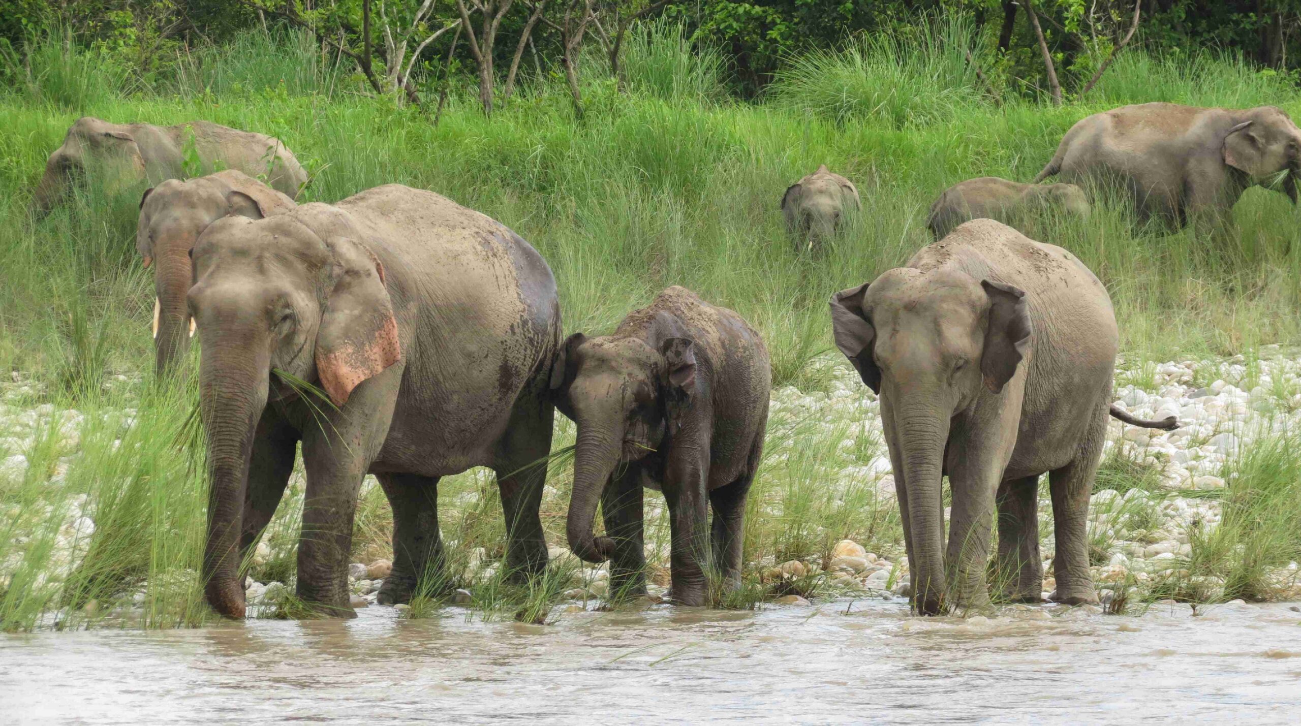 Bardiya National Park Elephants