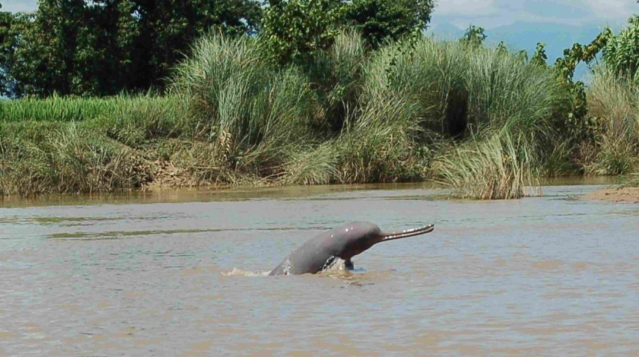 Dolphin Expedation in Karnali River